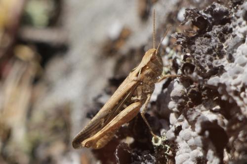 Réf. 212 904 : Chorthippus sp.